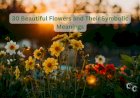 30 Beautiful Flowers and Their Symbolic Meanings