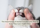 The Importance of Dental Care for Cats: How to Keep Your Cat's Teeth Clean
