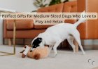 Perfect Gifts for Medium-Sized Dogs Who Love to Play and Relax
