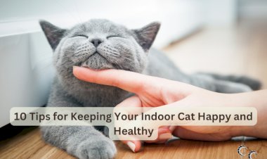 10 Tips for Keeping Your Indoor Cat Happy and Healthy
