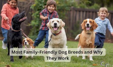 Most Family-Friendly Dog Breeds and Why They Work