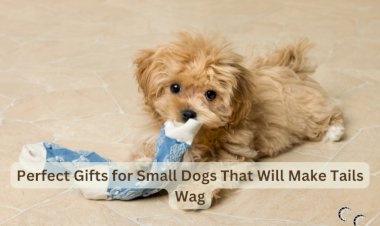 Perfect Gifts for Small Dogs That Will Make Tails Wag
