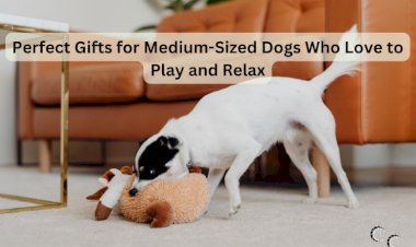 Perfect Gifts for Medium-Sized Dogs Who Love to Play and Relax