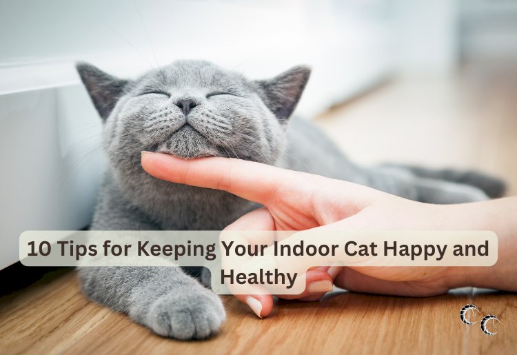 10 Tips for Keeping Your Indoor Cat Happy and Healthy