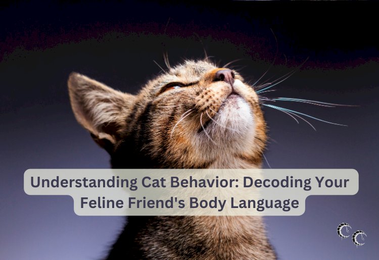 Understanding Cat Behavior: Decoding Your Feline Friend's Body Language