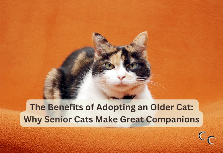 The Benefits of Adopting an Older Cat:  Why Senior Cats Make Great Companions