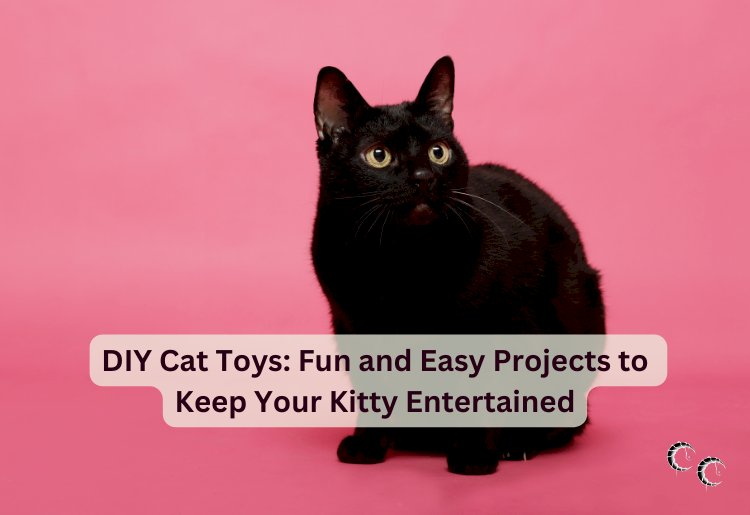 DIY Cat Toys: Fun and Easy Projects to Keep Your Kitty Entertained