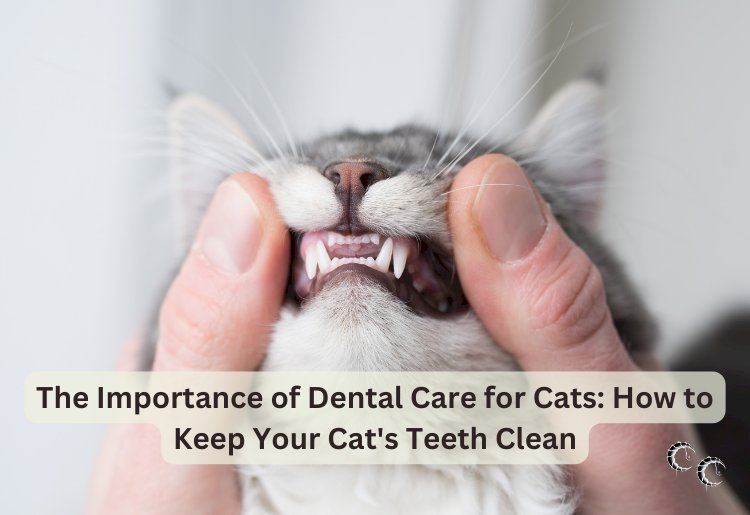 The Importance of Dental Care for Cats: How to Keep Your Cat's Teeth Clean