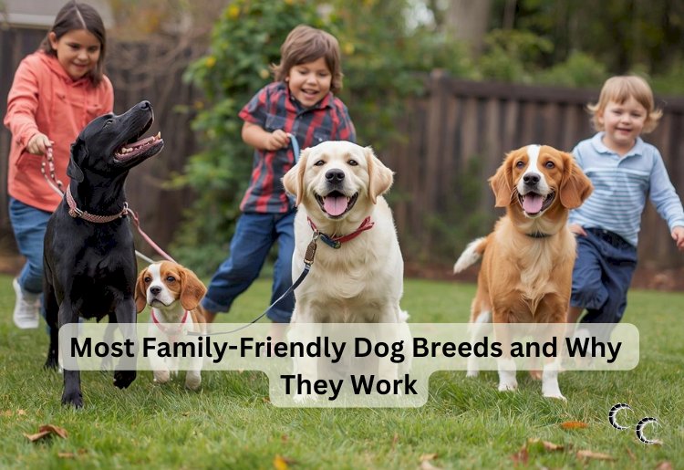 Most Family-Friendly Dog Breeds and Why They Work