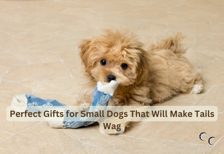 Perfect Gifts for Small Dogs That Will Make Tails Wag