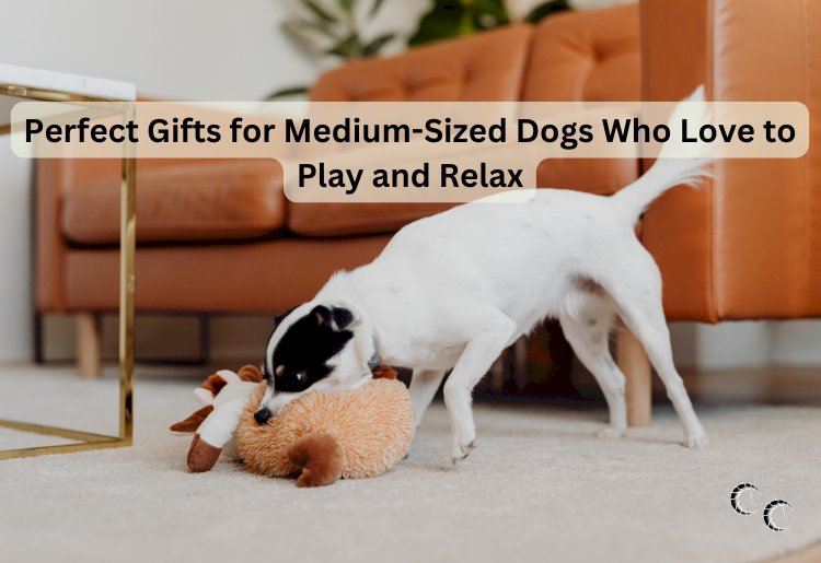 Perfect Gifts for Medium-Sized Dogs Who Love to Play and Relax